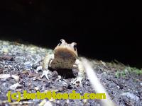 /home//u458753944/public_html/sourcegallery//Roxborough Toad Detour/2021/2021-03-28/P3280098.JPG